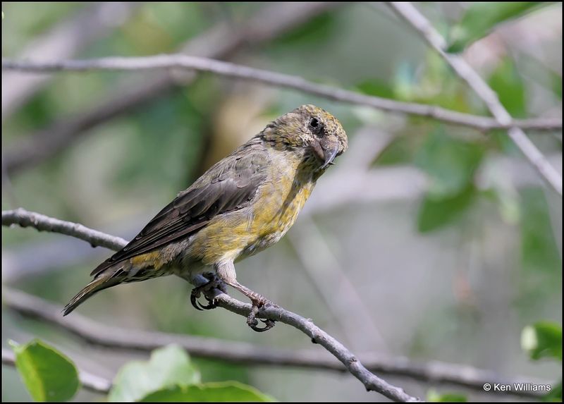 Red Crossbill female, Capulin Spring, Sandia Mts, NM, 9-8-2023_3958Dz.jpg