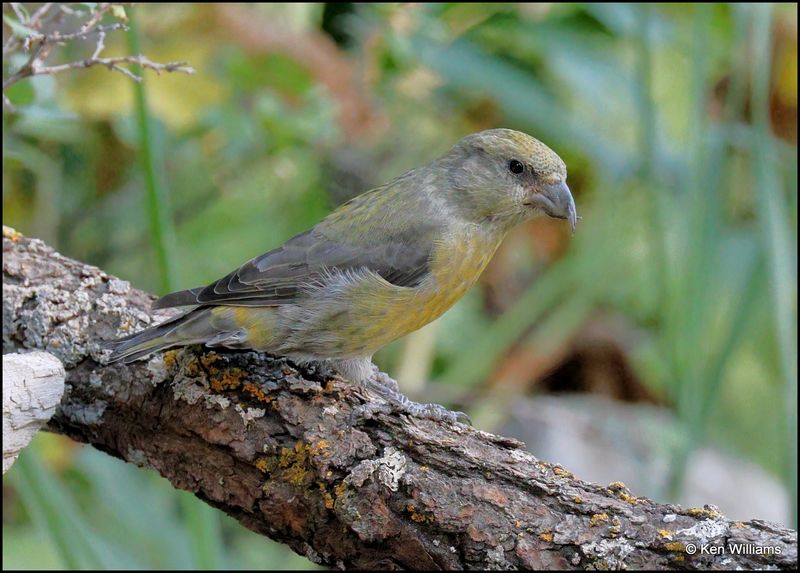 Red Crossbill female, Capulin Spring, Sandia Mts, NM, 9-8-2023_3981Dz.jpg