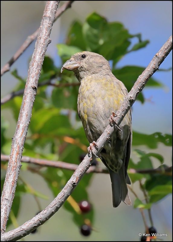 Red Crossbill female, Sandia Peak, NM, 8-25-2023_3610Dz.jpg