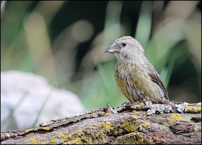 Red Crossbill female, Sandia Peak, NM, 8-25-2023_4172Dz.jpg