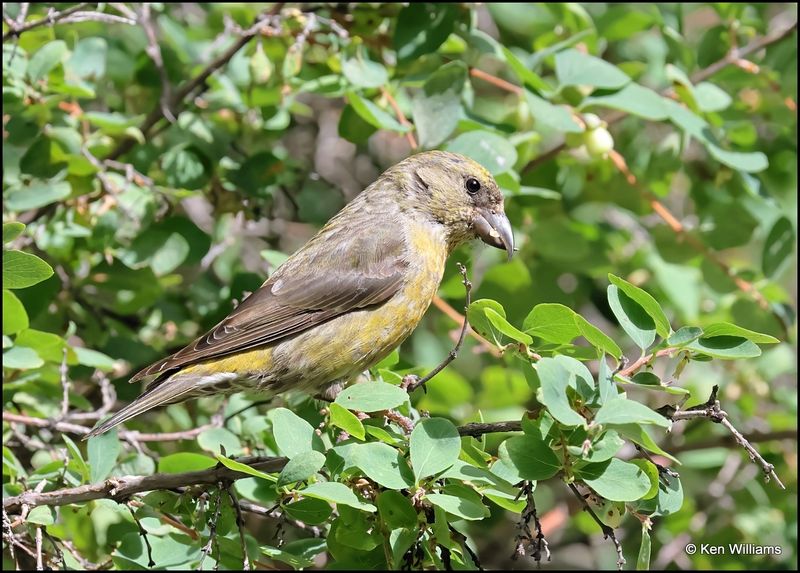 Red Crossbill female, Sandia Peak, NM, 8-25-2023_4846Dz.jpg