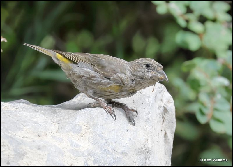 Red Crossbill juvenile, Sandia Peak, NM, 8-25-2023_4819Dz.jpg