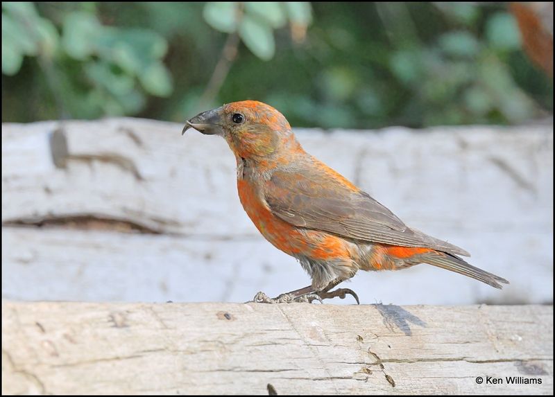 Red Crossbill male, Capulin Spring, Sandia Mts, NM, 9-8-2023_3997Dz.jpg