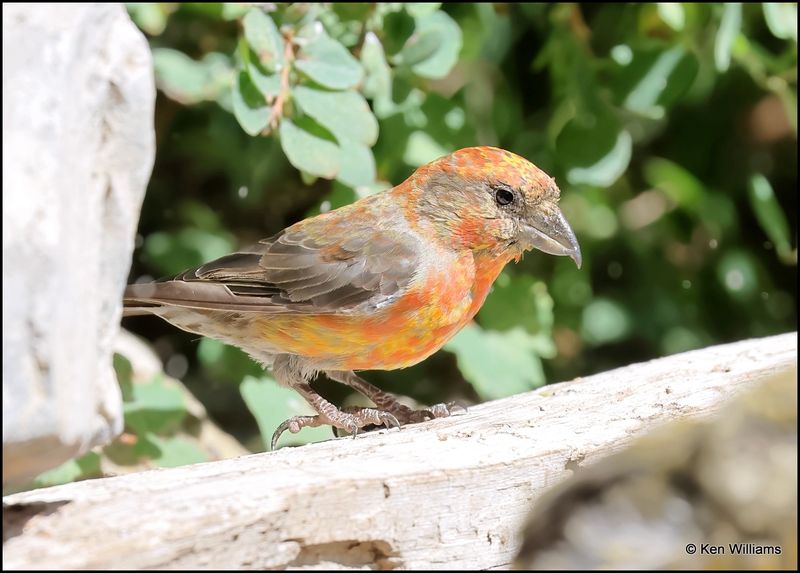 Crossbills: