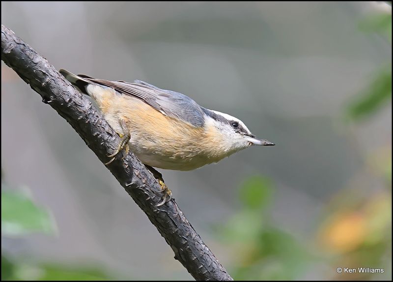 Red-breasted Nuthatch female, Sandia Peak, NM, 8-25-2023_3662Dz.jpg