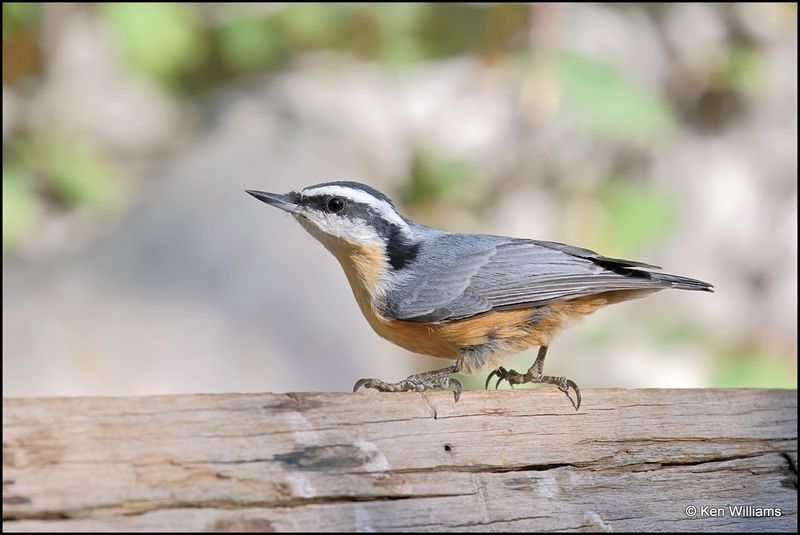 Red-breasted Nuthatch male, Capulin Spring, Sandia Mts, NM, 9-8-2023_4084Dz.jpg