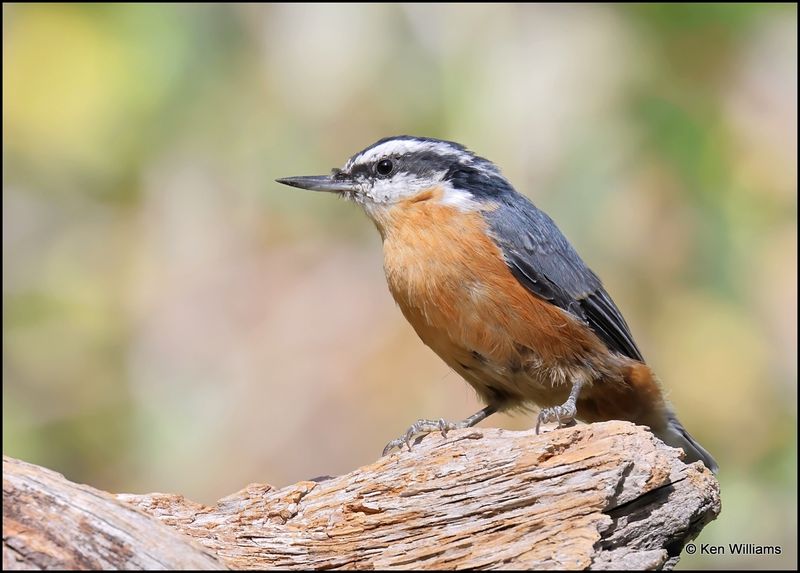 Red-breasted Nuthatch, Capulin Spring, Sandia Mts, NM, 9-8-2023_4326Dz.jpg