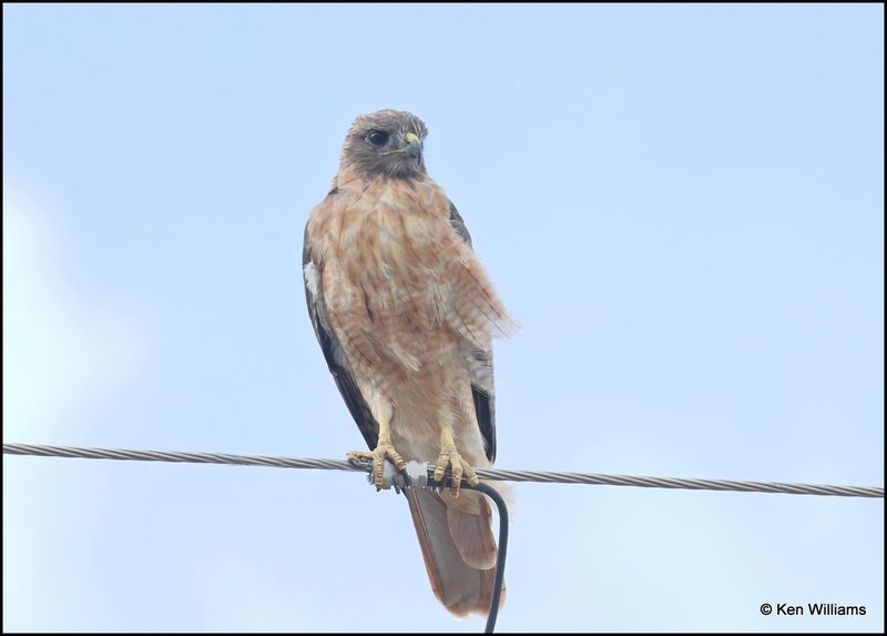 Red-tailed Hawk, Herford, AZ, 8-31-2023_8835Dz.jpg