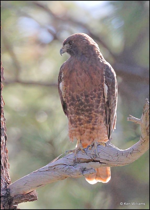 Red-tailed Hawk, Mt Lemmon, AZ, 9-6-2023_3615Dz.jpg