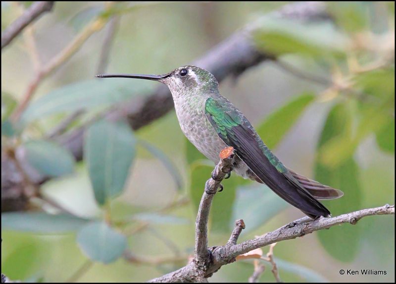 Rivoli's Hummingbird female, Beatty's, Miller Canyon, AZ, 8-31-2023_8266Dz.jpg