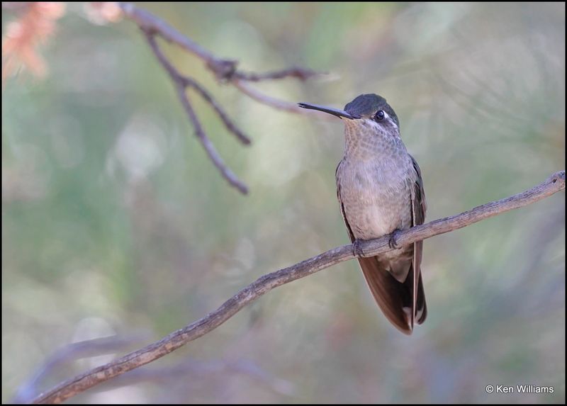 Rivoli's Hummingbird female, Portal, AZ, 8-29-2023_2474Dz.jpg