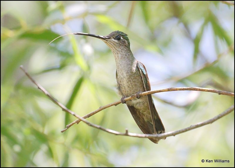 Rivoli's Hummingbird female, Portal, AZ, 8-29-2023_2563Dz.jpg