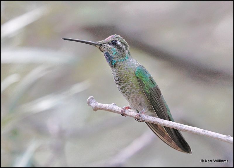 Rivoli's Hummingbird male, Beatty's, Miller Canyon, AZ, 8-31-2023_8524Dz.jpg
