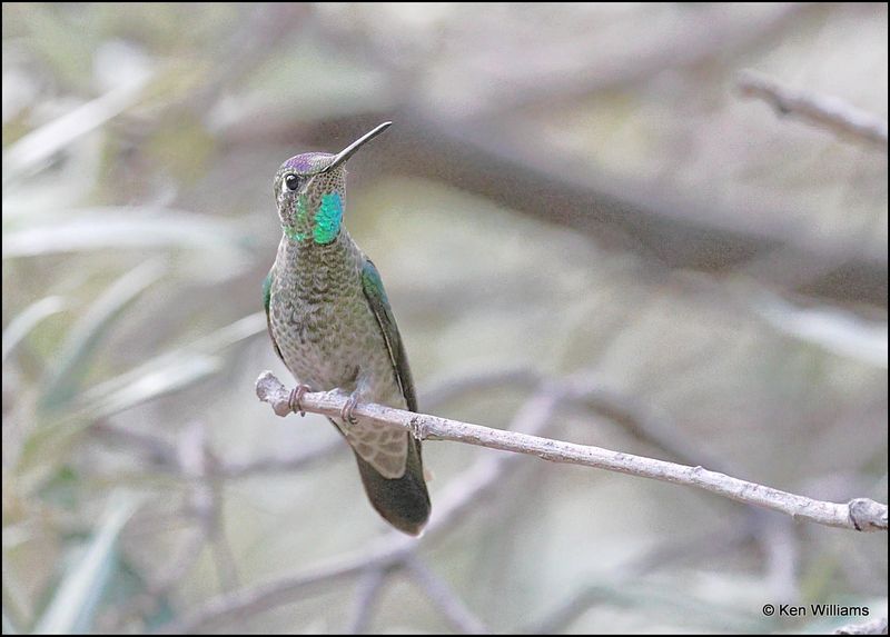 Rivoli's Hummingbird male, Beatty's, Miller Canyon, AZ, 8-31-2023_8548Dz.jpg