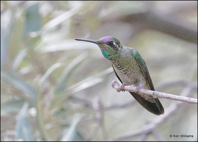 Rivoli's Hummingbird male, Beatty's, Miller Canyon, AZ, 8-31-2023_8551Dz.jpg