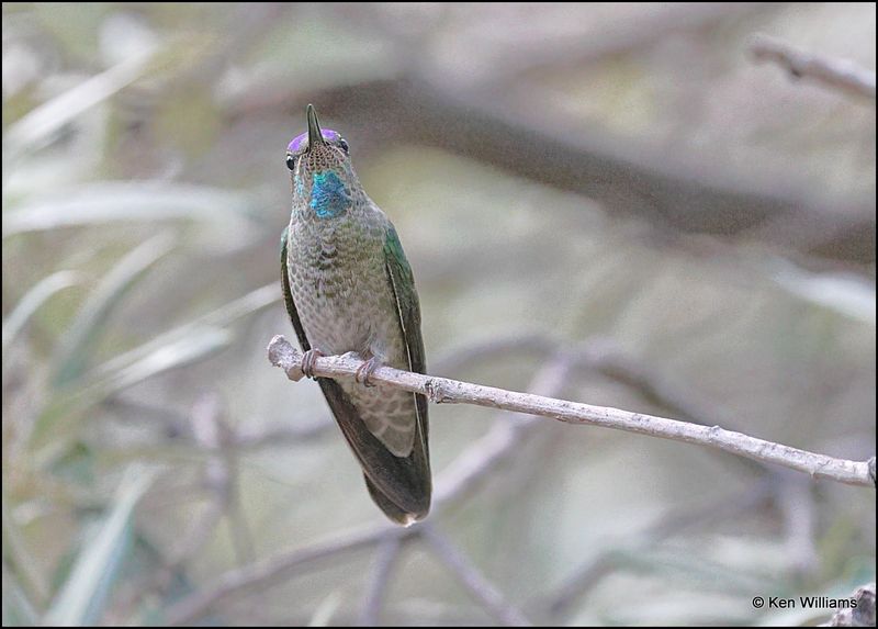 Rivoli's Hummingbird male, Beatty's, Miller Canyon, AZ, 8-31-2023_8567Dz.jpg