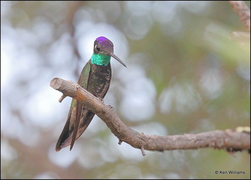 Rivoli's Hummingbird male, Beatty's, Miller Canyon, AZ, 8-31-2023_8757Dz.jpg