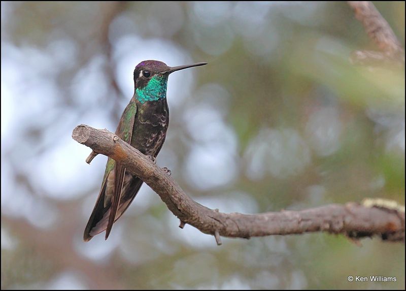 Rivoli's Hummingbird male, Beatty's, Miller Canyon, AZ, 8-31-2023_8764Dz.jpg
