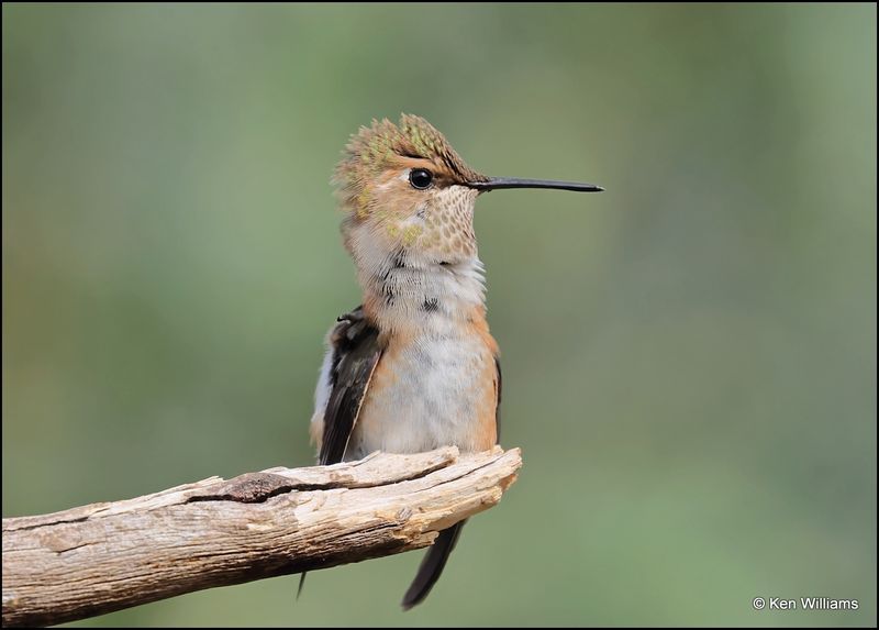 Rufous Hummingbird female, Ash Canyon, AZ, 9-1-2023_0350Dze.jpg