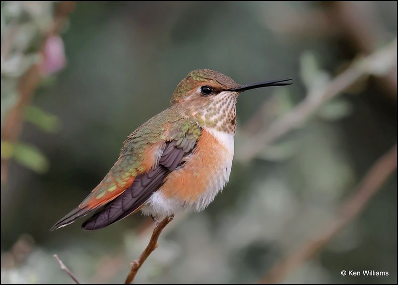 Rufous Hummingbird female, Ash Canyon, AZ, 9-1-2023_0380Dz.jpg