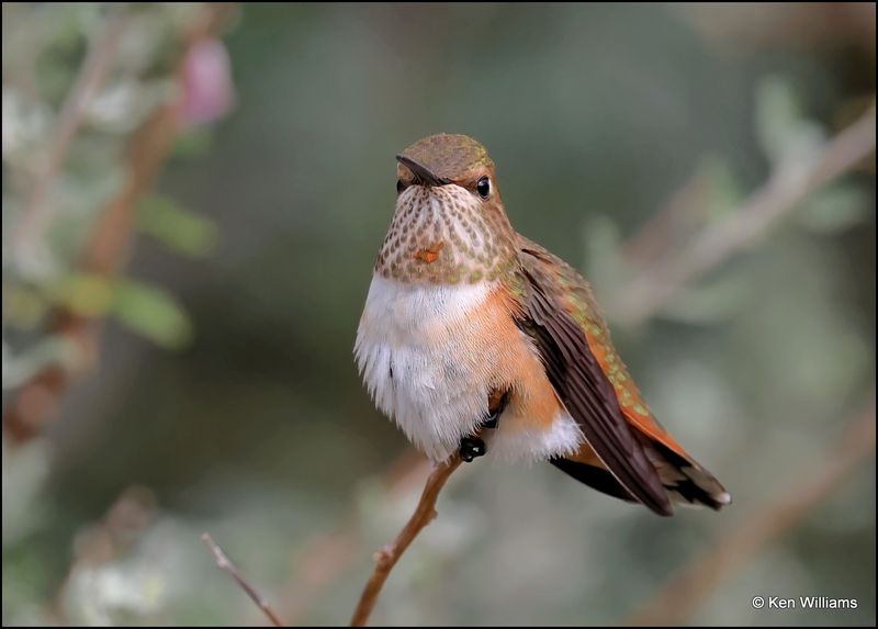 Rufous Hummingbird female, Ash Canyon, AZ, 9-1-2023_0384Dz.jpg