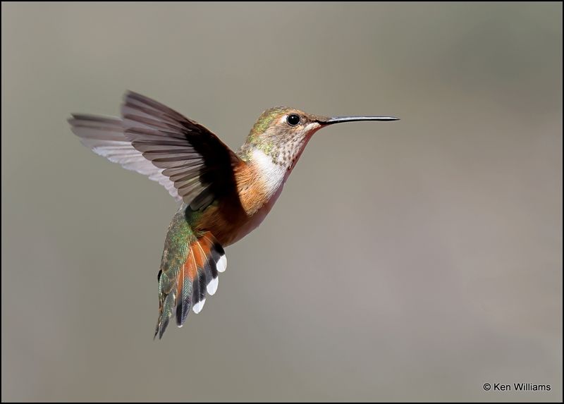 Rufous Hummingbird female, Paradise, AZ, 8-29-2023_3664Dz.jpg