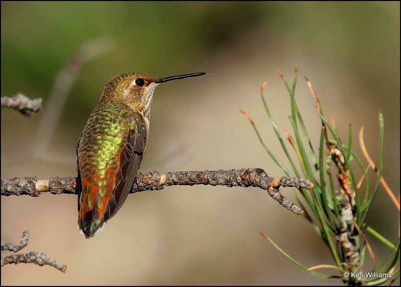 Rufous Hummingbird female, Paradise, AZ, 8-29-2023_4320Dz.jpg