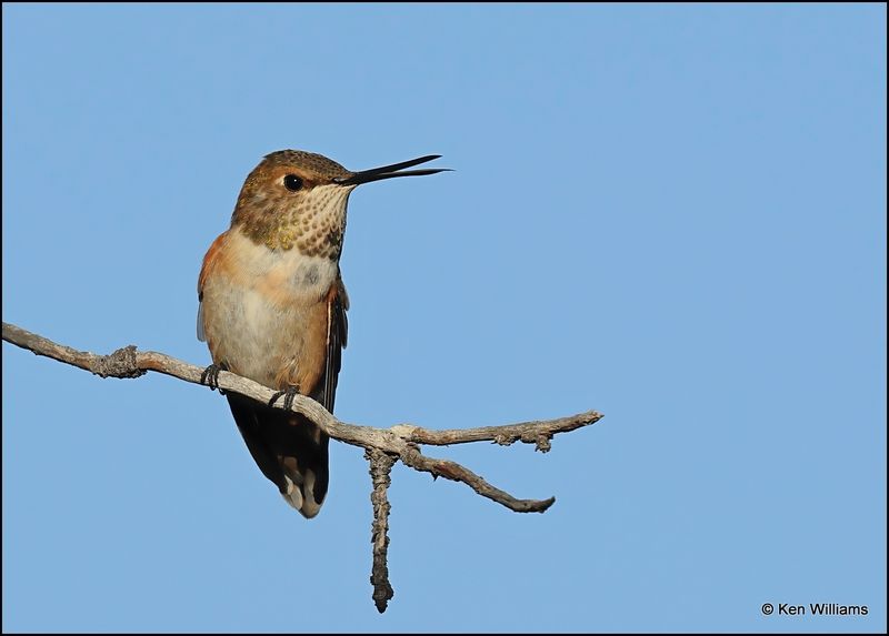 Rufous Hummingbird female, Paradise, AZ, 8-29-2023_4393Dz.jpg