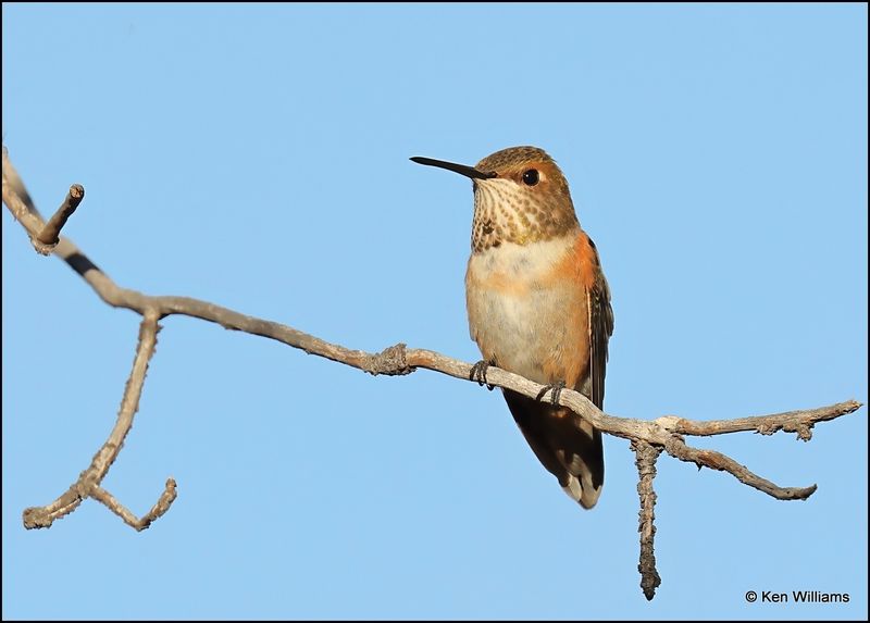 Rufous Hummingbird female, Paradise, AZ, 8-29-2023_4404Dz.jpg