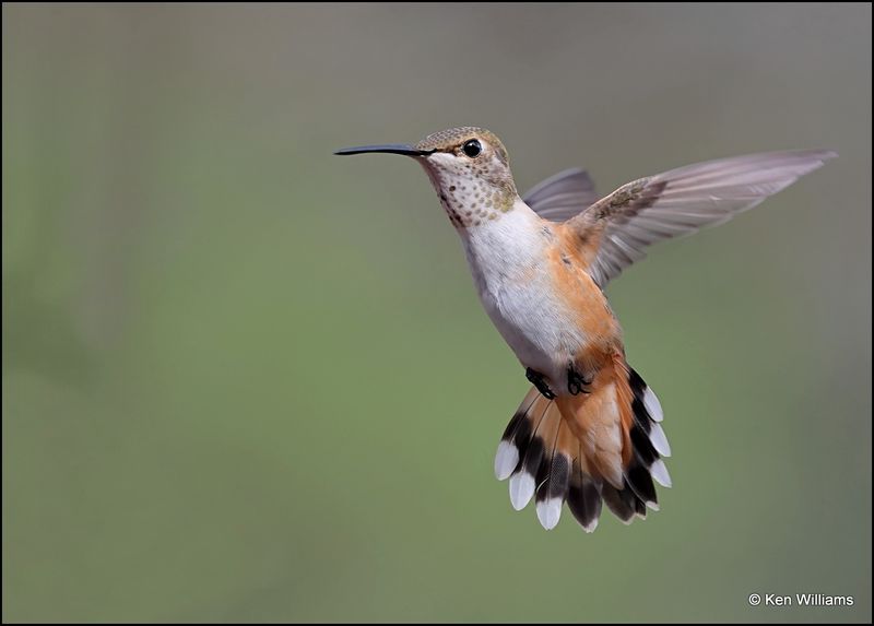 Rufous Hummingbird female, Pardise, AZ, 8-26-2023_5701Dz.jpg