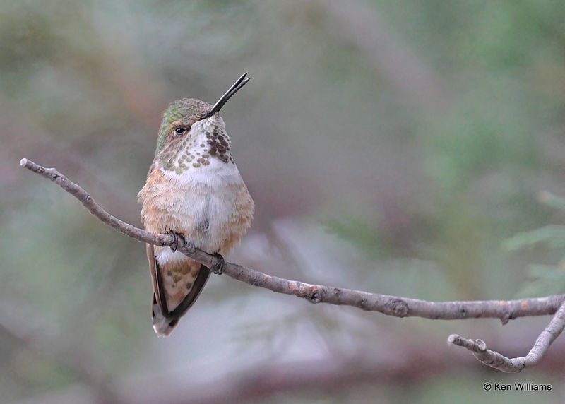 Rufous Hummingbird female, Pardise, AZ, 8-26-2023_5992Dz.jpg