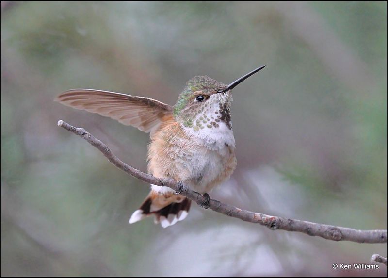 Rufous Hummingbird female, Pardise, AZ, 8-26-2023_6008Dz.jpg