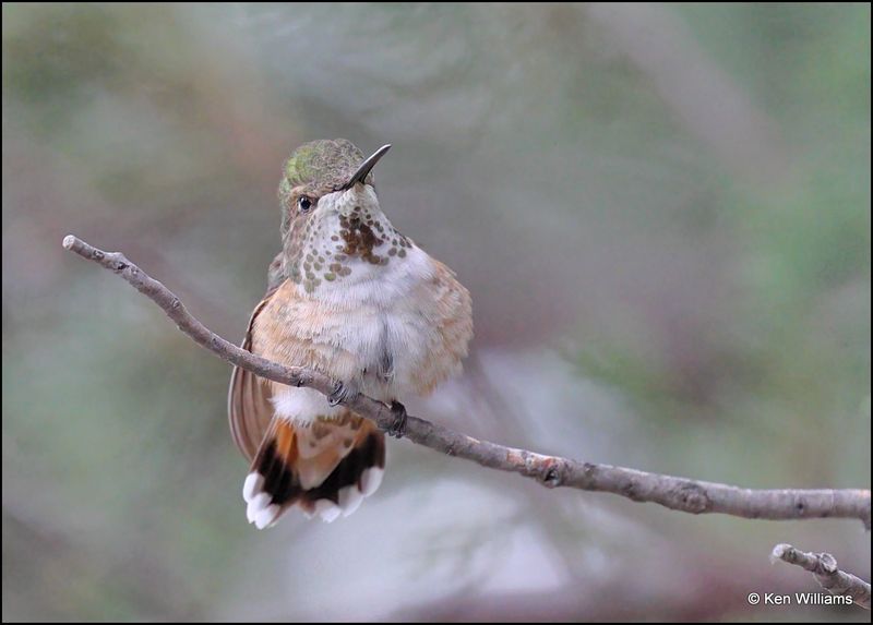 Rufous Hummingbird female, Pardise, AZ, 8-26-2023_6017Dz.jpg