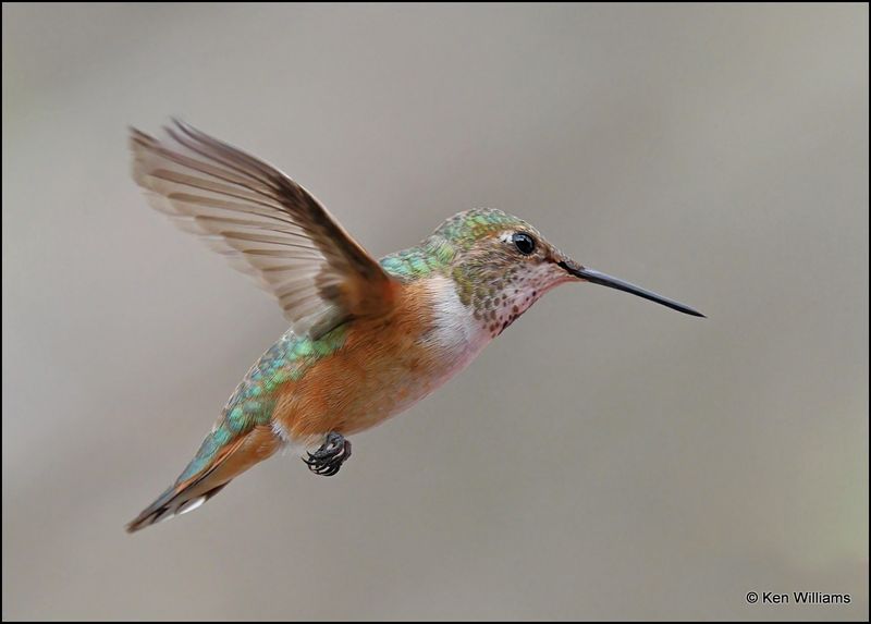 Rufous Hummingbird female, Pardise, AZ, 8-26-2023_6076Dz.jpg