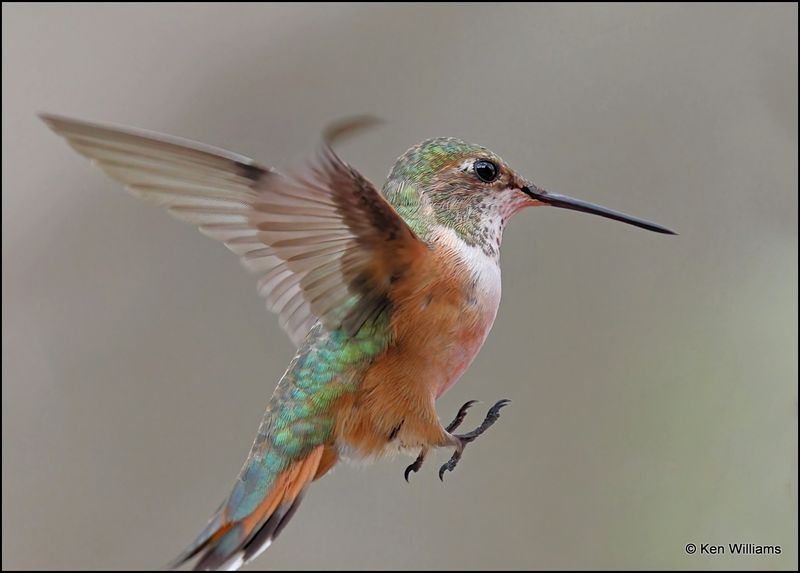 Rufous Hummingbird female, Pardise, AZ, 8-26-2023_6078Dz.jpg