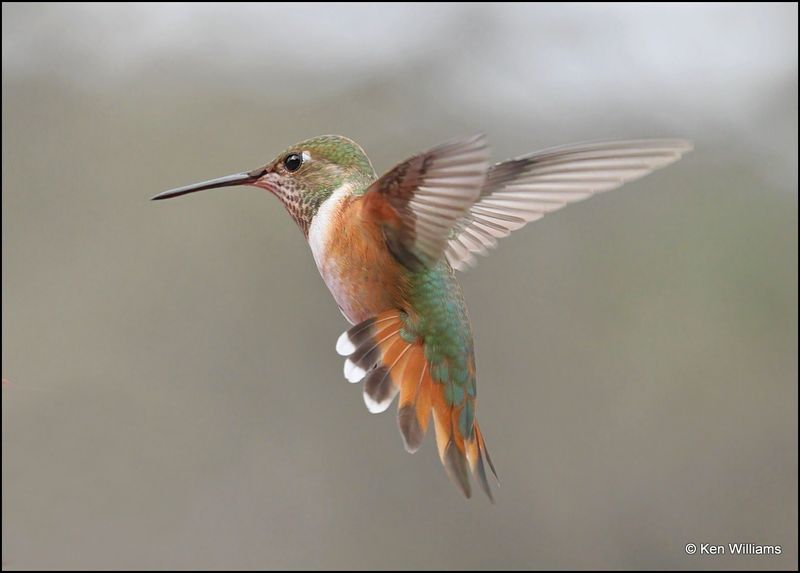 Rufous Hummingbird female, Pardise, AZ, 8-27-2023_7674Dz.jpg