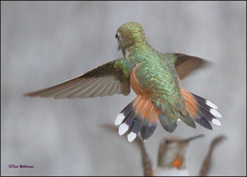 Rufous Hummingbird female, Ramsey Canyon, AZ, 9-1-2023_0679Dze.jpg