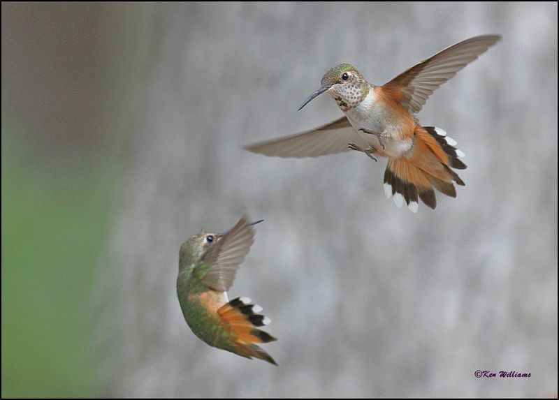 Rufous Hummingbird females, Ramsey Canyon, AZ, 9-1-2023_0690Dz.jpg