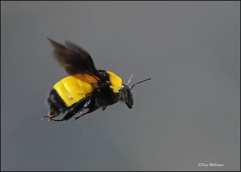 Sonoran Bumble Bee, Paradise, AZ, 8-29-2023_3737Dz.jpg