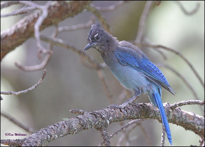 Steller's Jay, Barfoot Park, AZ, 8-28-2023_1857Dz.jpg