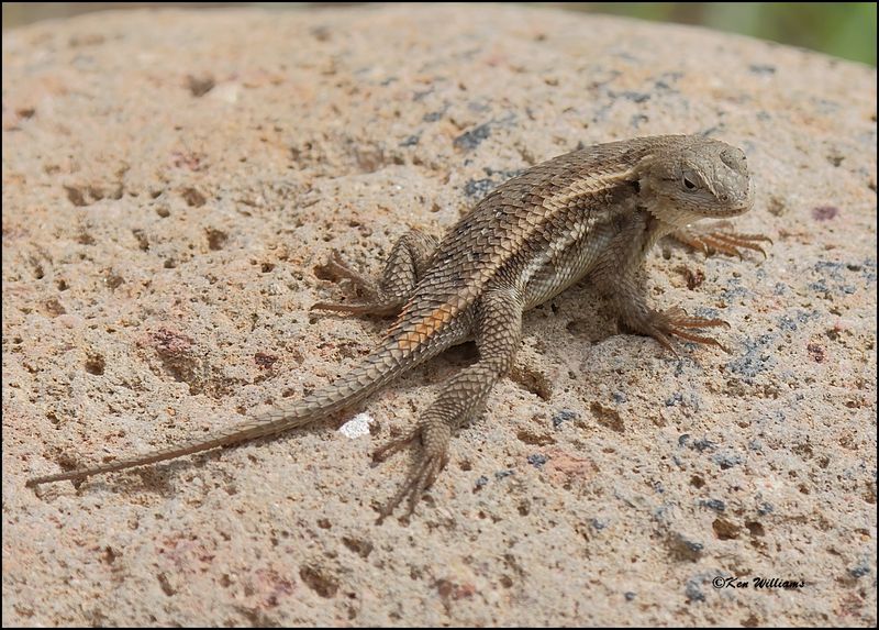 Striped Plateau Lizard, Portal, AZ, 8-26-2023_5421Dz.jpg