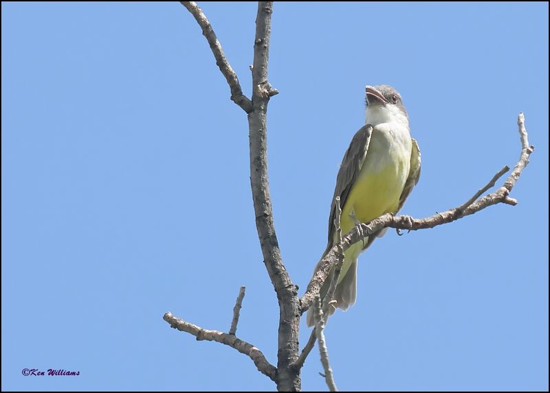Thick-billed Kingbird, Patagonia, AZ, 9-2-2023_1857Dz.jpg