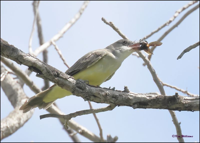 Thick-billed Kingbird, Patagonia, AZ, 9-2-2023_1917Dz.jpg