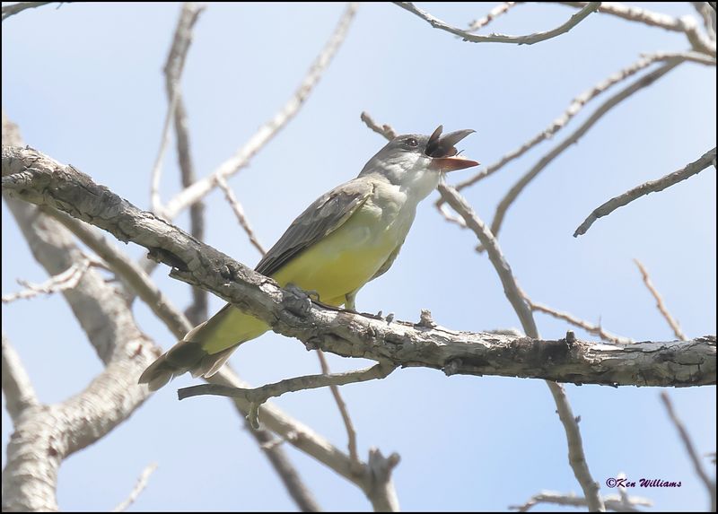 Thick-billed Kingbird