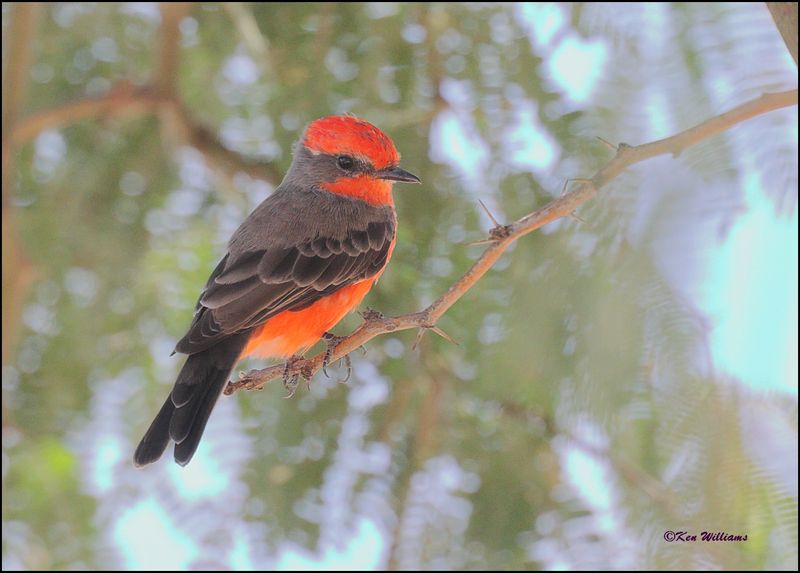 Vermilion Flycatcher male, Green Valley, AZ, 9-2-2023_2700Dz.jpg