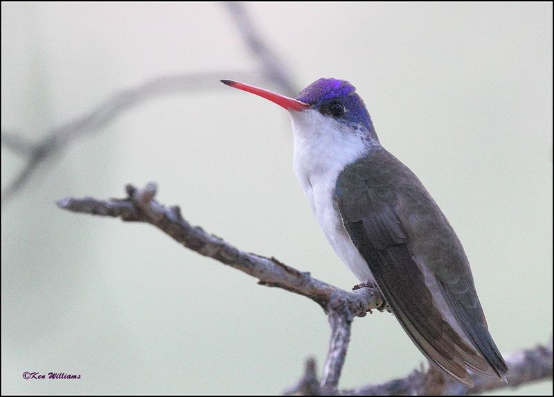 Violet-crowned Hummingbird, Beatty's, Miller Canyon, AZ, 8-31-2023_8505Dz.jpg