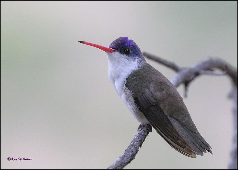 Violet-crowned Hummingbird, Beatty's, Miller Canyon, AZ, 8-31-2023_8709Dz.jpg