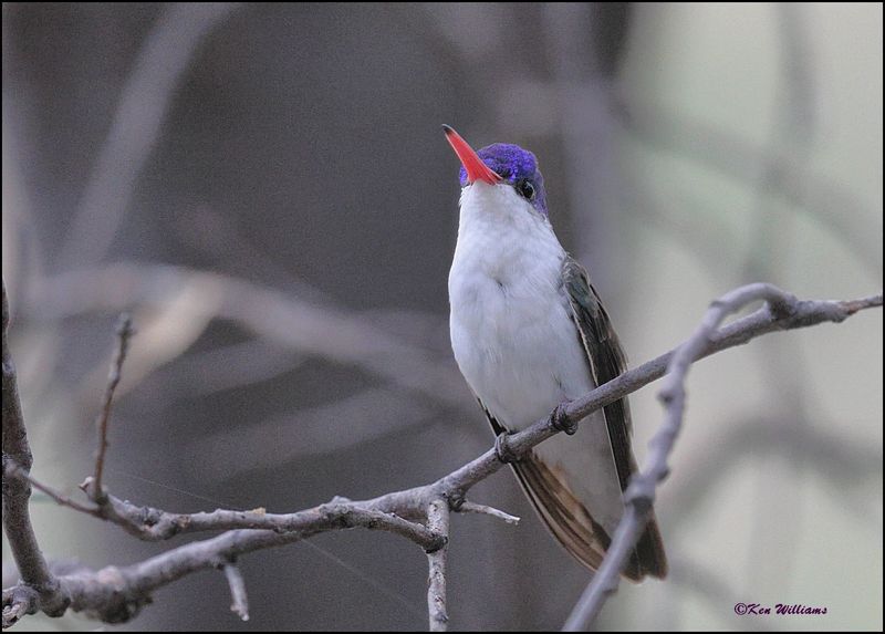 Violet-crowned Hummingbird, Beatty's, Miller Canyon, AZ, 8-31-2023_8718Dz.jpg