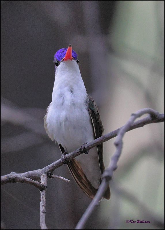 Violet-crowned Hummingbird, Beatty's, Miller Canyon, AZ, 8-31-2023_8745Dz.jpg