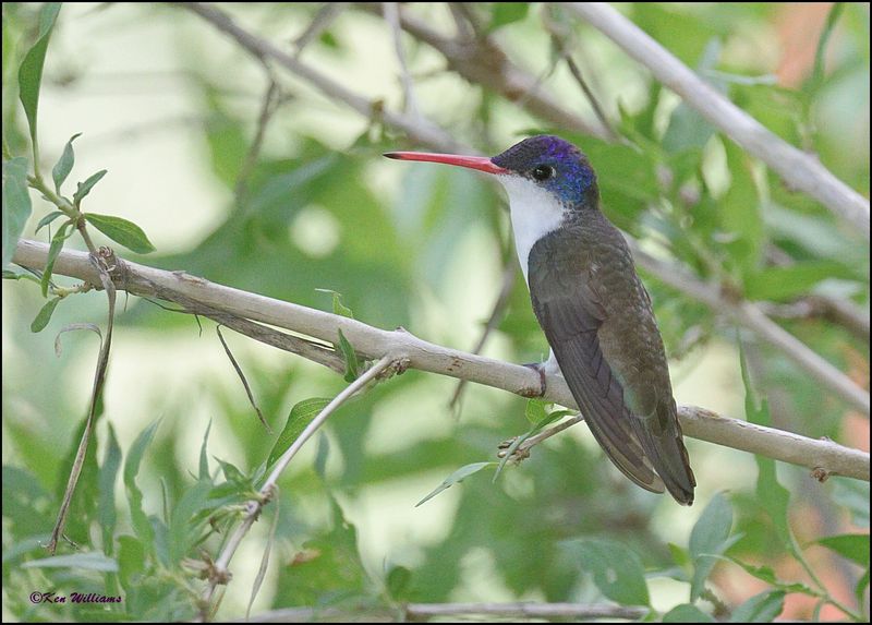 Violet-crowned Hummingbird, Patagonia, AZ, 9-2-2023_1710Dz.jpg